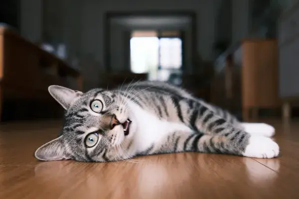 虎斑短毛家猫在室内木质地面躺卧