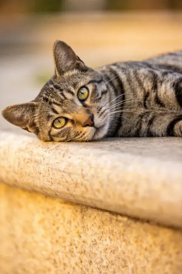 短毛虎斑猫躺卧在石沿处