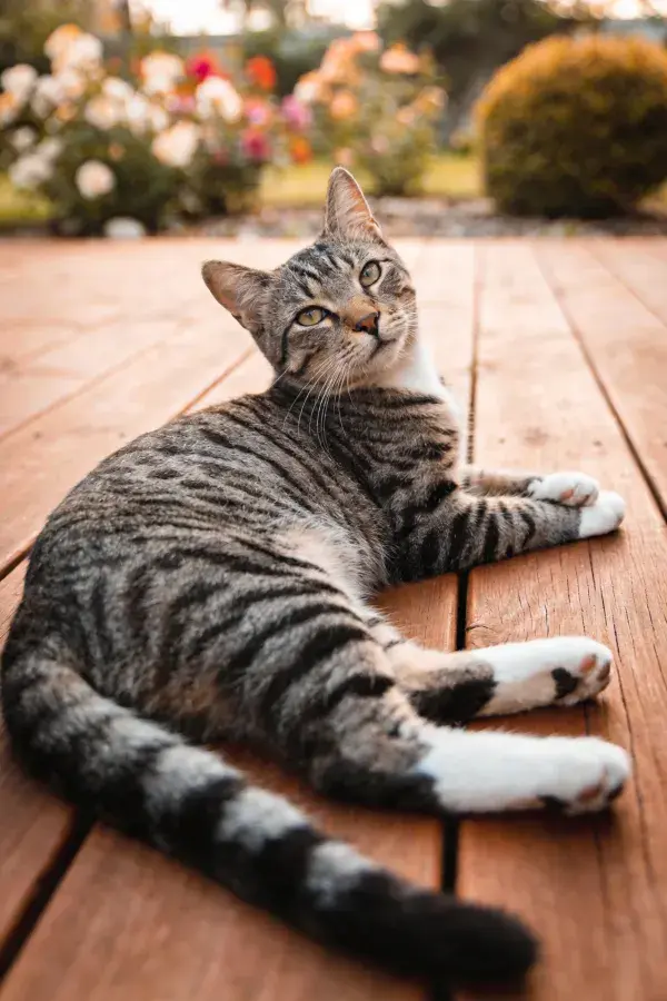 短毛家猫舒展躺卧凝视