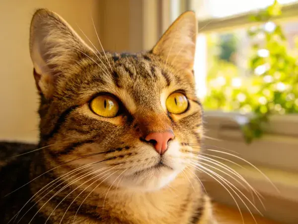 阳光下窗边的短毛斑纹猫特写