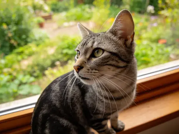 窗台上的警觉短毛虎斑猫