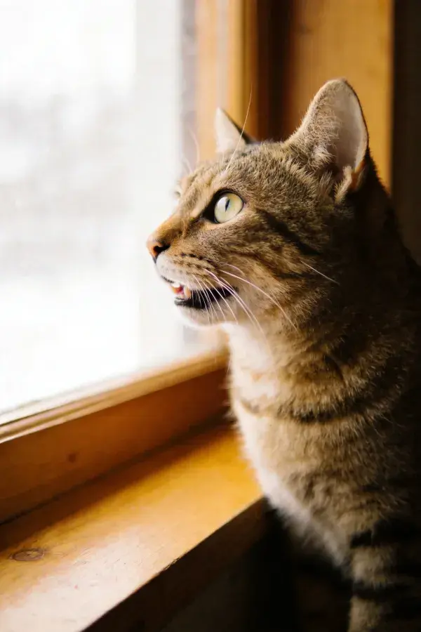 窗边观察的短毛虎斑猫