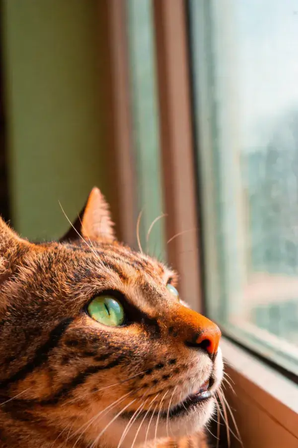 窗边短毛虎斑猫眺望窗外