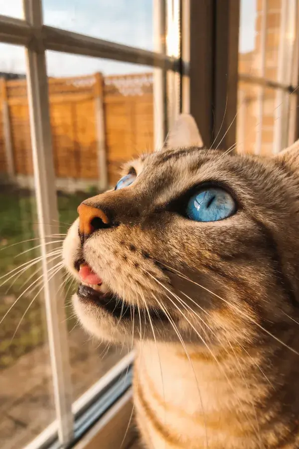 露天窗边的蓝眼睛虎斑猫