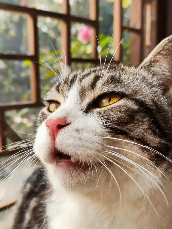短毛虎斑猫窗边特写图景