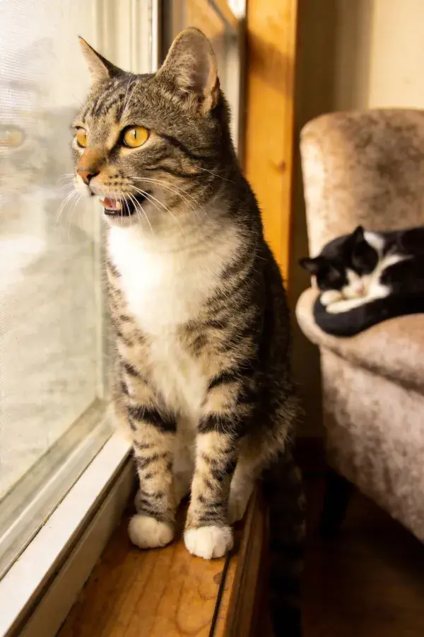 窗台上的短毛虎斑猫与休憩的家猫
