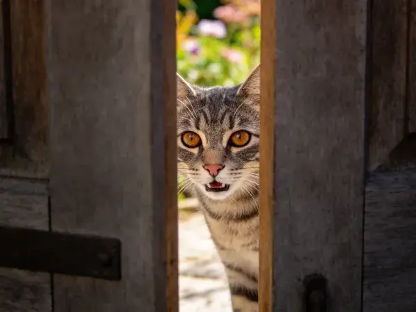 木门缝隙间观察户外的短毛虎斑猫