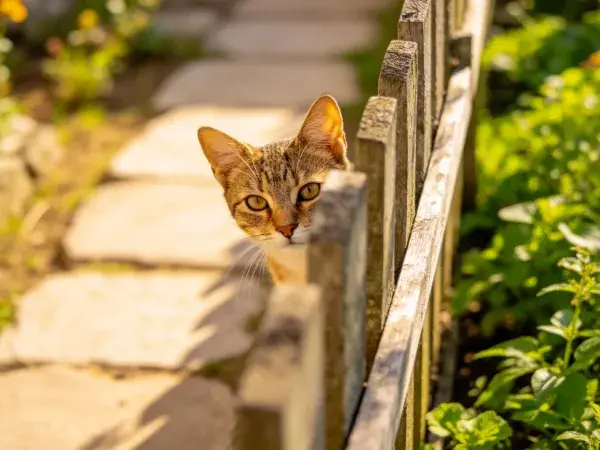 木栅栏旁短毛虎斑猫特写