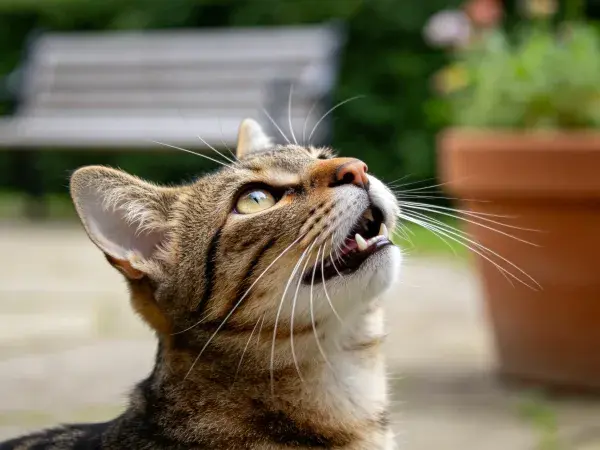 花园中短毛虎斑猫仰视特写