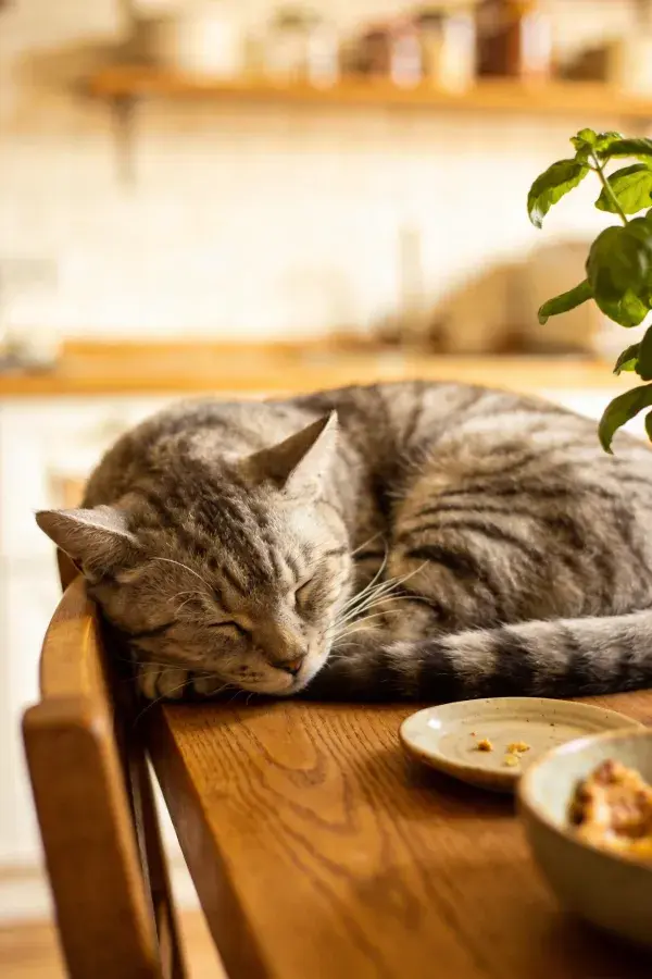 阳光下短毛虎斑猫依木椅而眠