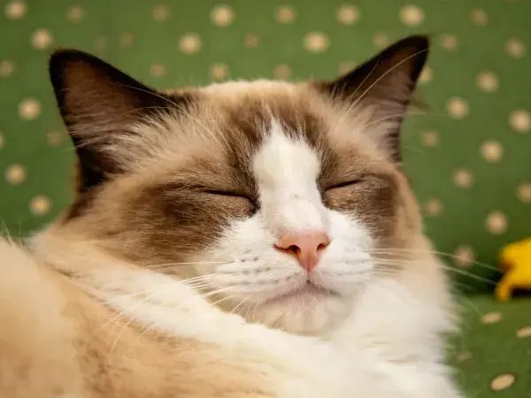 绿色背景上的布偶猫闭眼休息场景