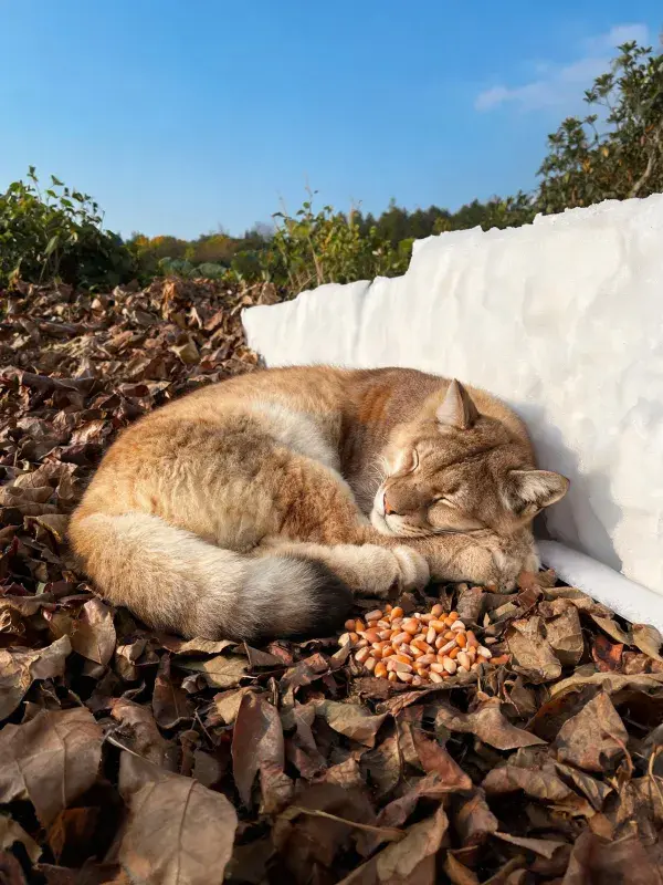 橘色短毛家猫在落叶间的休憩时刻