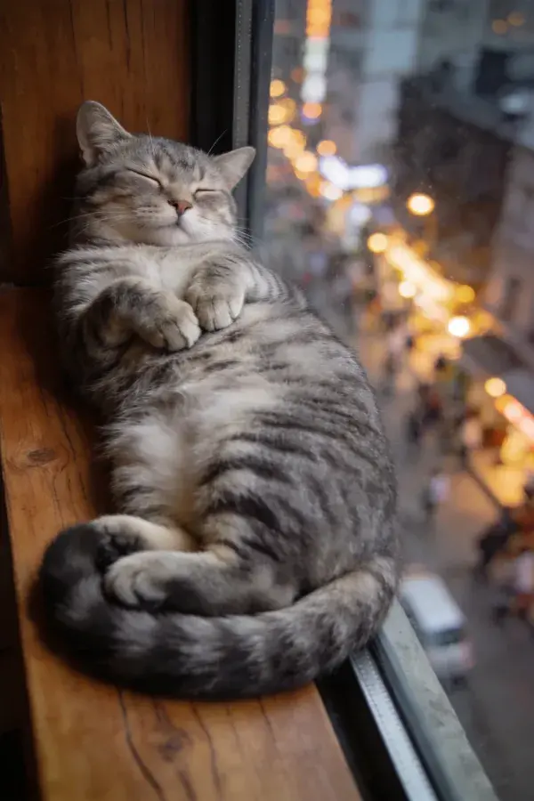 窗台上的灰褐斑纹短毛家猫休憩图