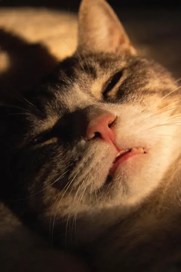 室内暖光下的短毛家猫
