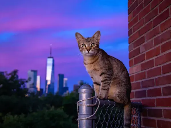 露天平台上斑纹短毛家猫与都市夜景