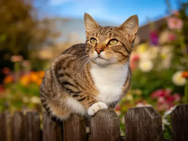 花园木栅栏上的短毛虎斑猫