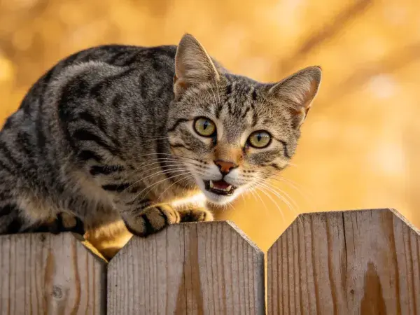 木栅栏上警觉的短毛虎斑猫