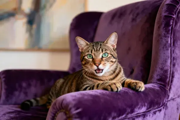 紫色天鹅绒扶手椅上的短毛虎斑猫