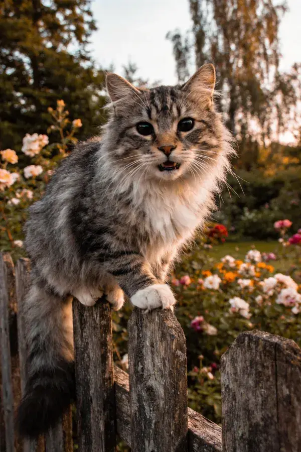 花园木栅栏上的长毛虎斑猫