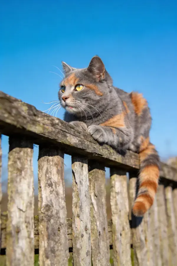 露天围栏上的三色短毛猫眺望