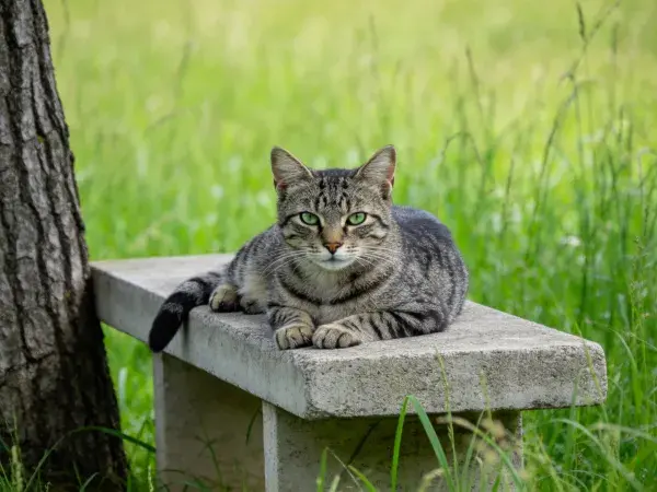 草地石凳上的短毛虎斑猫