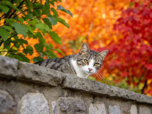 短毛虎斑猫在石墙上观察