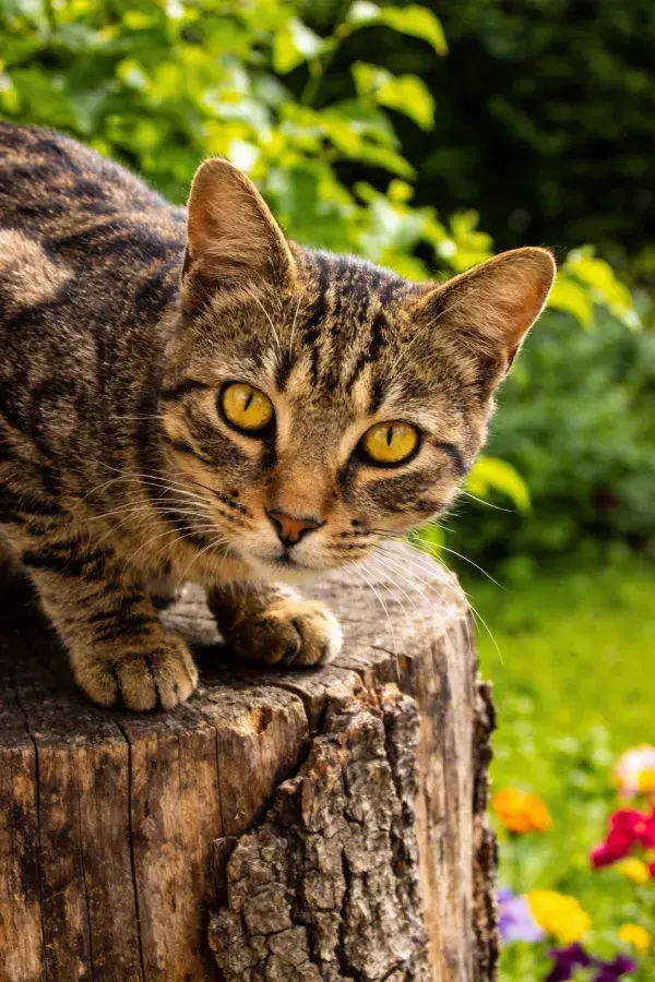 花园树桩上的短毛虎斑猫