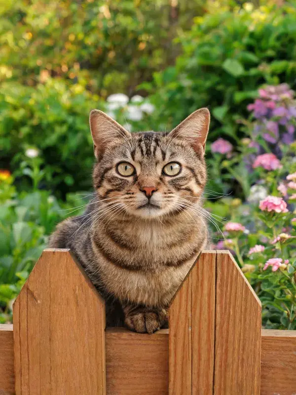 花园围栏上的短毛虎斑猫