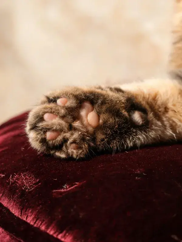 玳瑁猫爪置于深红色绒布表面