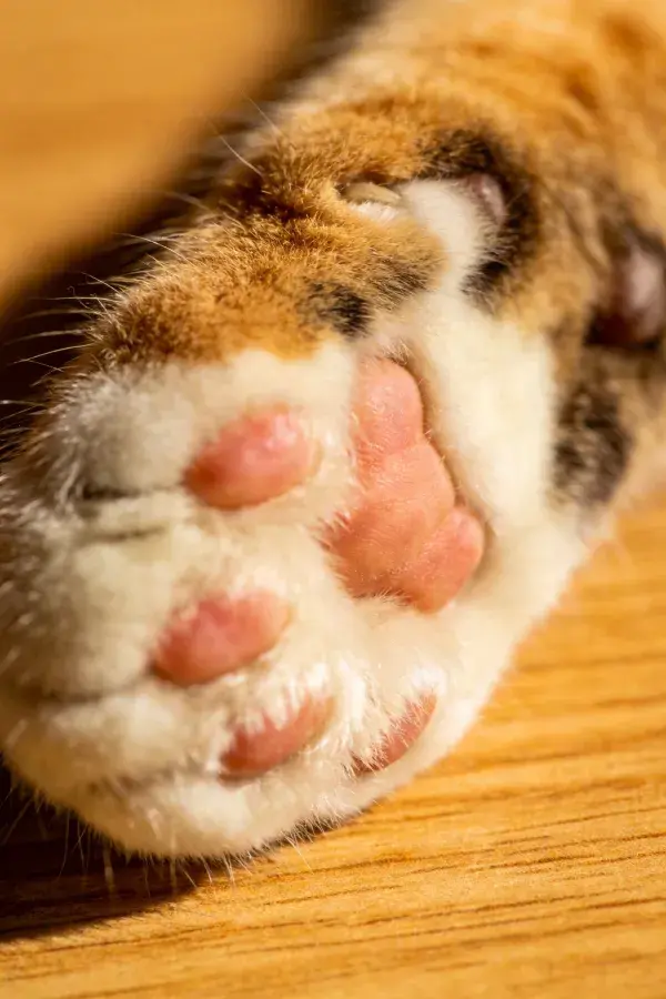 三色短毛家猫爪部特写于木质表面