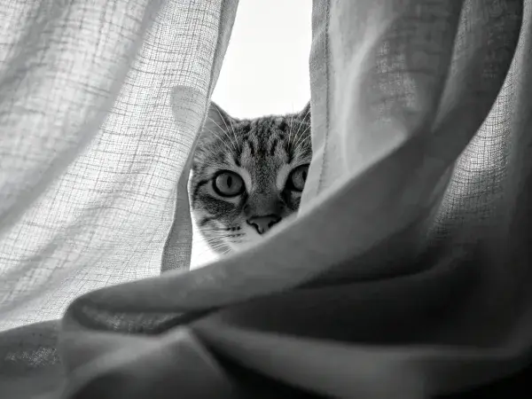短毛家猫透过窗帘的场景