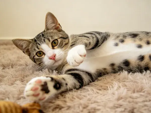 短毛虎斑猫软质地毯特写