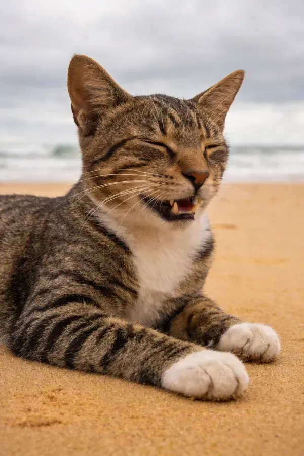 短毛虎斑家猫在沙滩休憩