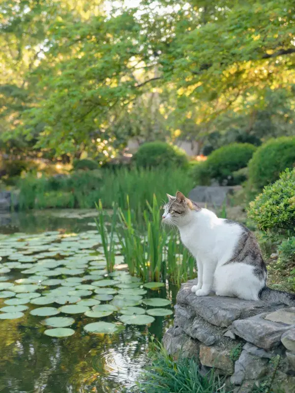 : 灰白相间的短毛家猫在水池石沿处的姿态