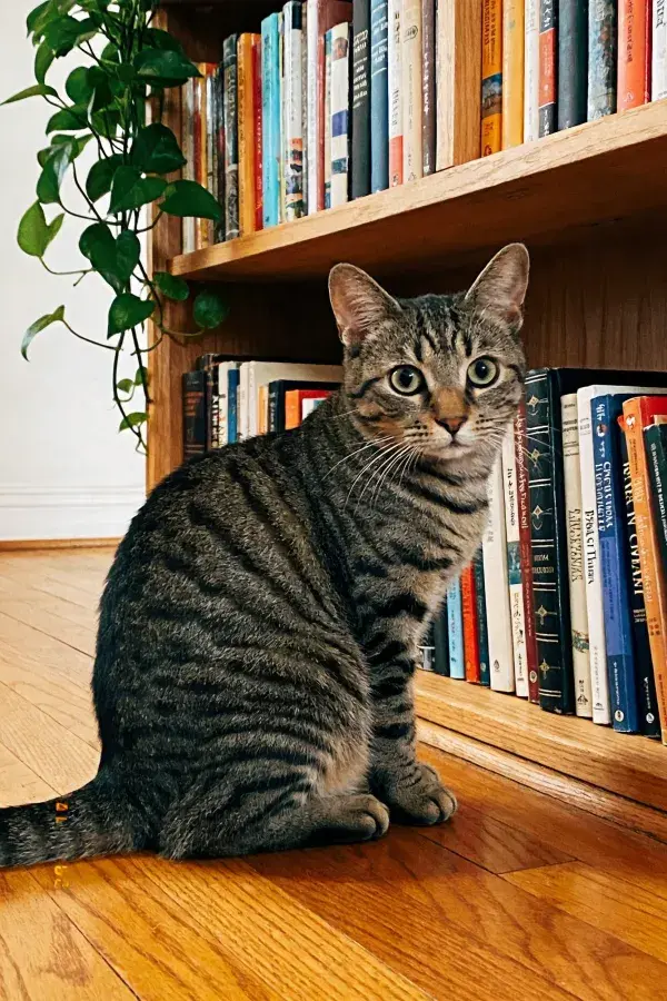 书架下观察的短毛虎斑猫