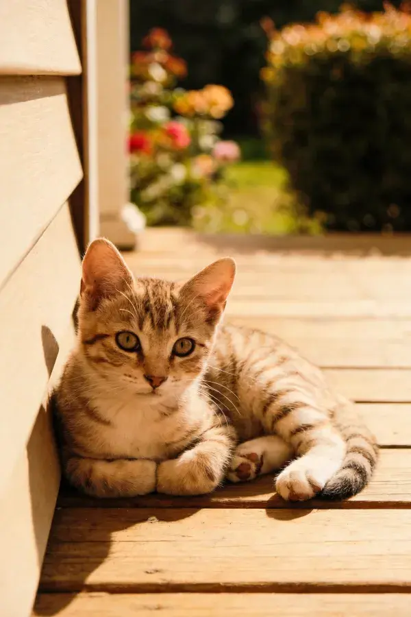 短毛虎斑家猫静卧木平台