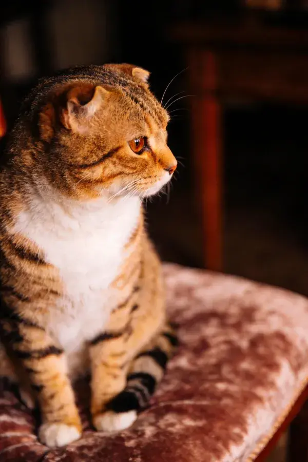 室内绒布座椅上的苏格兰折耳猫