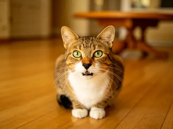 短毛家猫室内木质地面坐姿