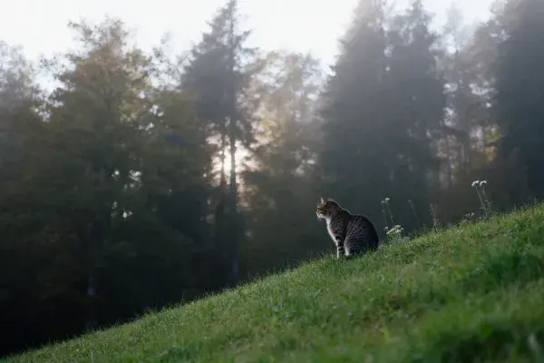 短毛虎斑猫于草地山坡上的状态