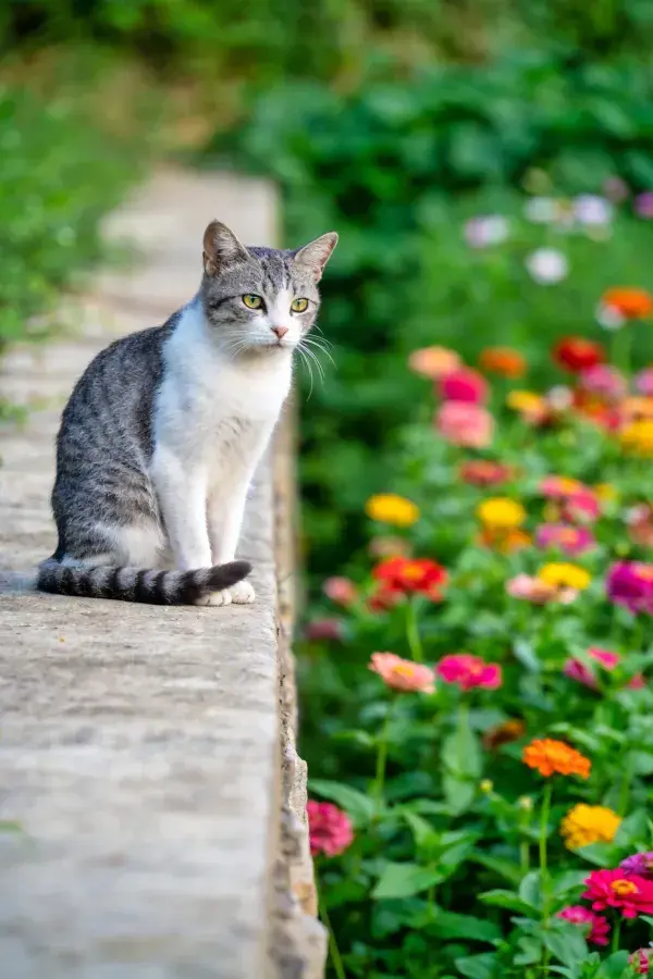 灰白短毛家猫静坐石沿旁