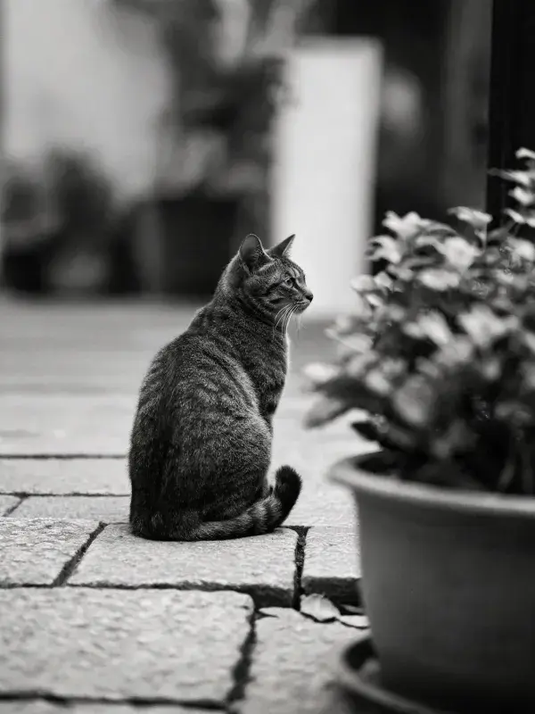 石板路上短毛家猫的凝视