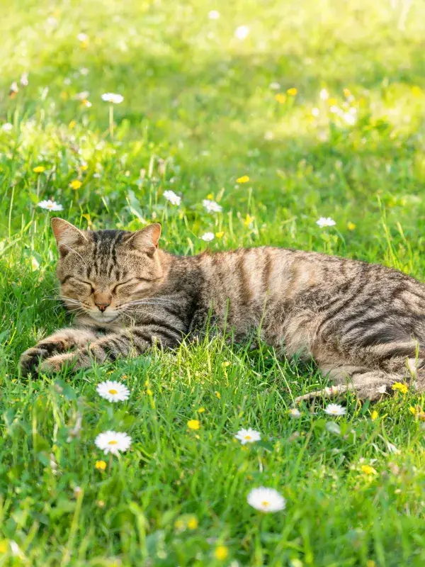 草地野花间短毛虎斑猫休憩景象