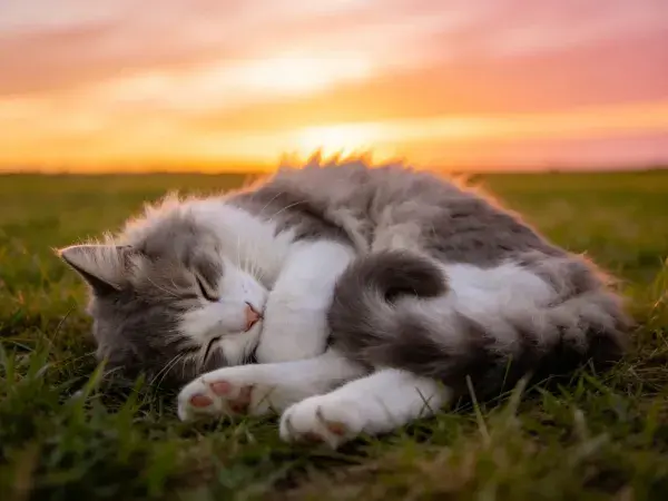 夕阳下灰白长毛猫草地休憩特写