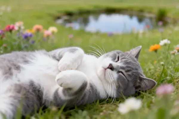 灰白短毛家猫躺卧草地场景