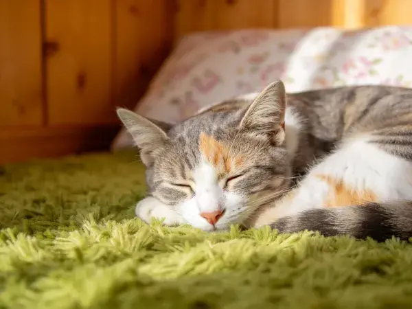室内地毯上休息的三色短毛家猫