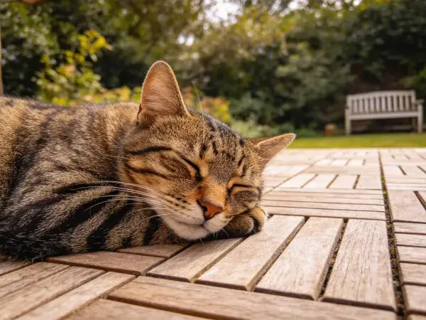 庭院木平台上的短毛虎斑家猫休憩场景
