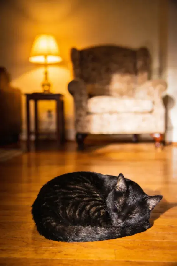 木质地板上的短毛虎斑猫休憩场景