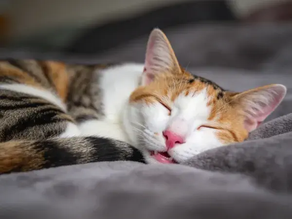 三色短毛家猫舒睡画面