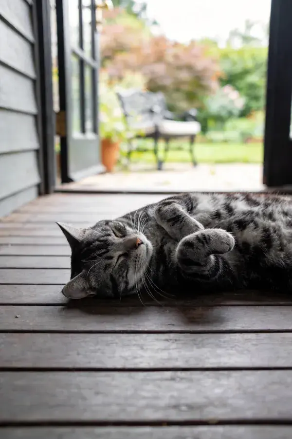 短毛虎斑猫躺卧在木质露台处