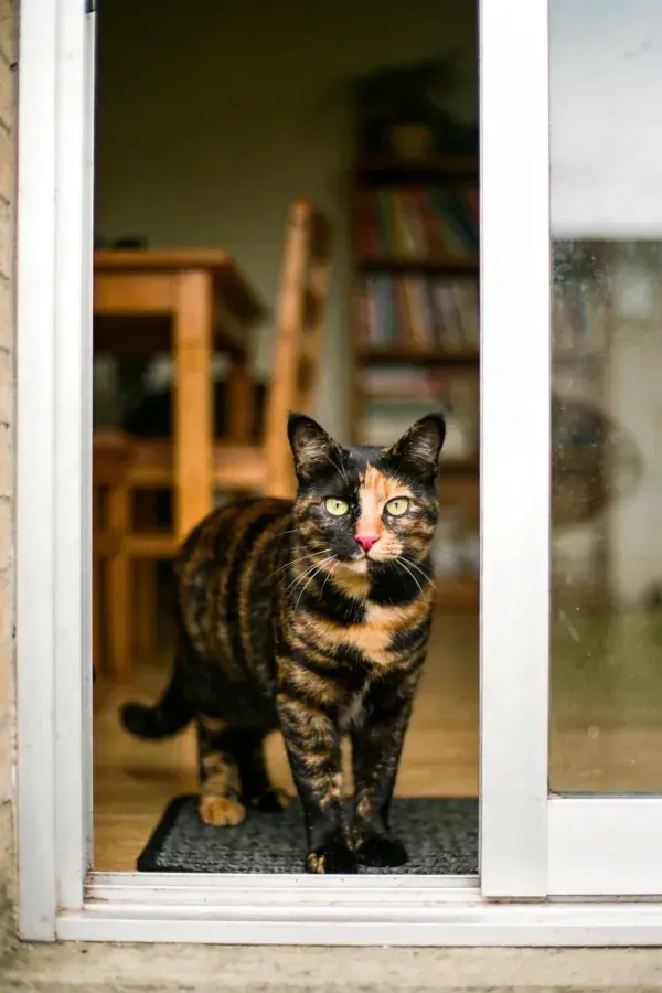 阳光明亮的室内空间中站立的玳瑁猫